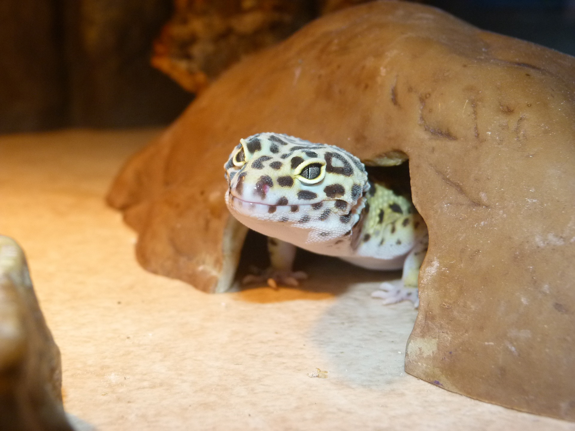 Il terrario per il geco deve essere abbastanza grande. Deve contenere nascondigli e riscaldamento, ad esempio un tappetino riscaldante o una lampada UV.